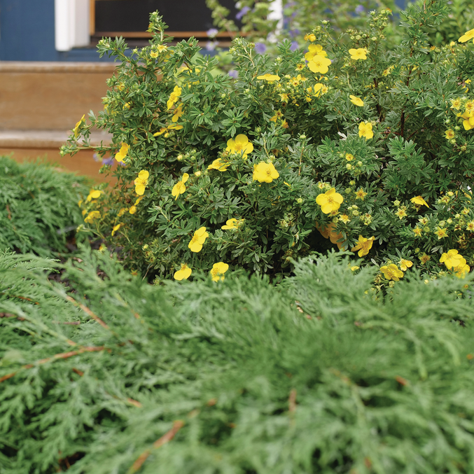 Happy Face Yellow Happy Face Yellow Potentilla in use.