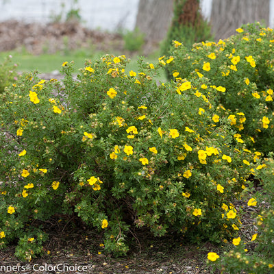 Happy Face Yellow Potentilla in use.