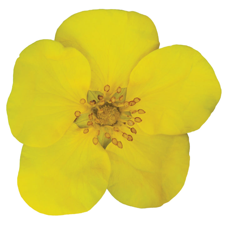 Happy Face® Yellow Potentilla (Dasiphora fruticosa)