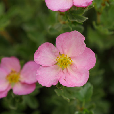 Happy Face Hearts Potentilla up close.