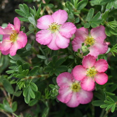 Happy Face Hearts Potentilla up close.