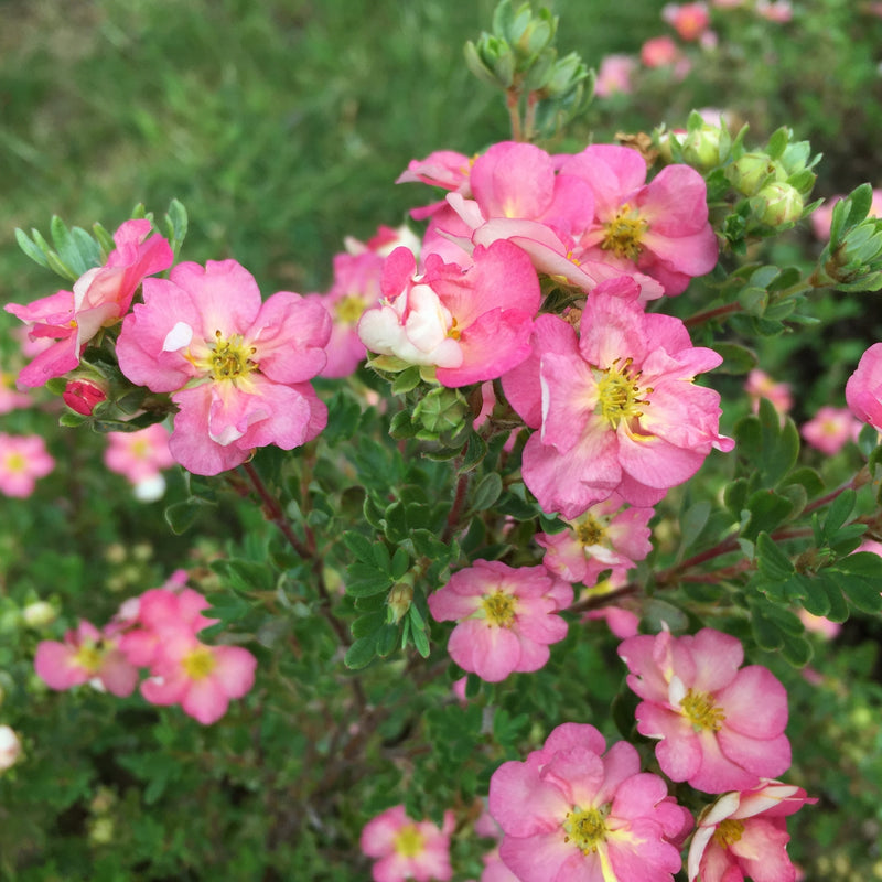 Happy Face Hearts Potentilla up close.