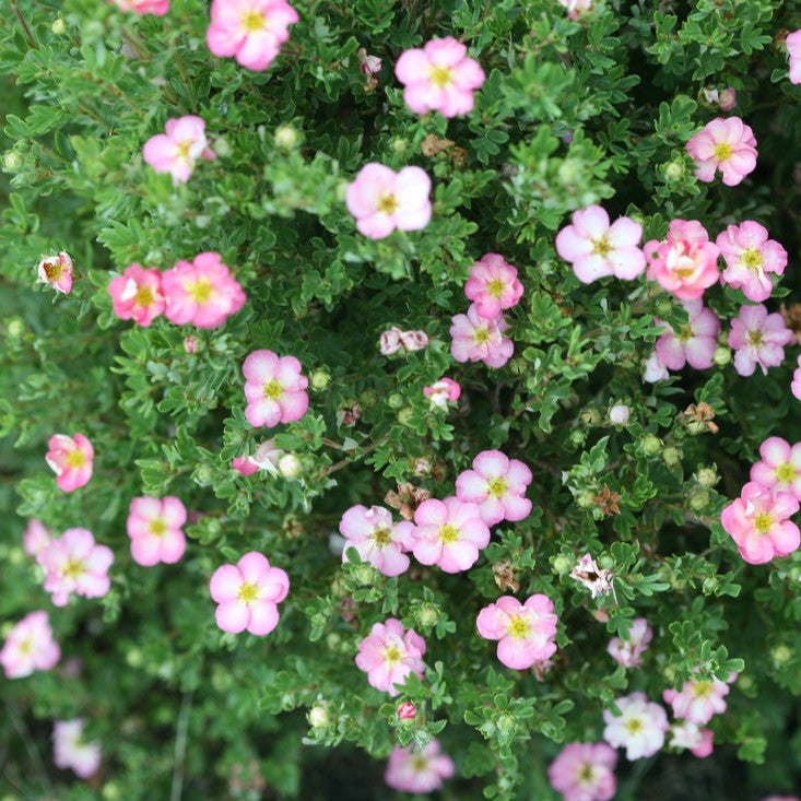 Happy Face Hearts Happy Face Hearts Potentilla in focus.