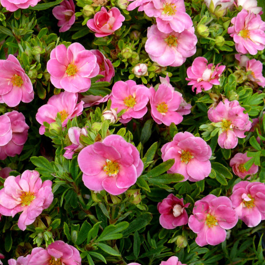 Happy Face® Pink Paradise Potentilla (Dasiphora fruticosa)