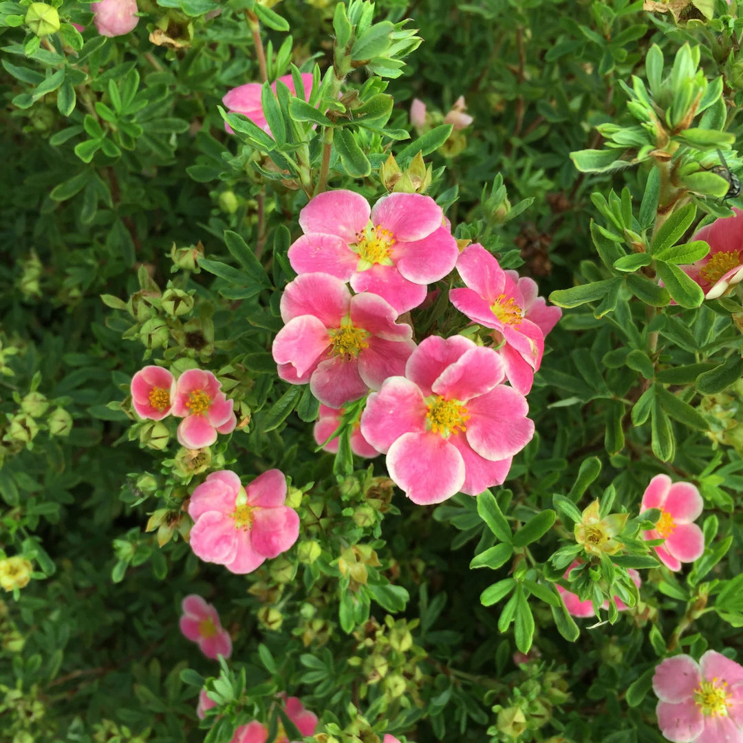 Happy Face® Pink Paradise Potentilla (Dasiphora fruticosa)