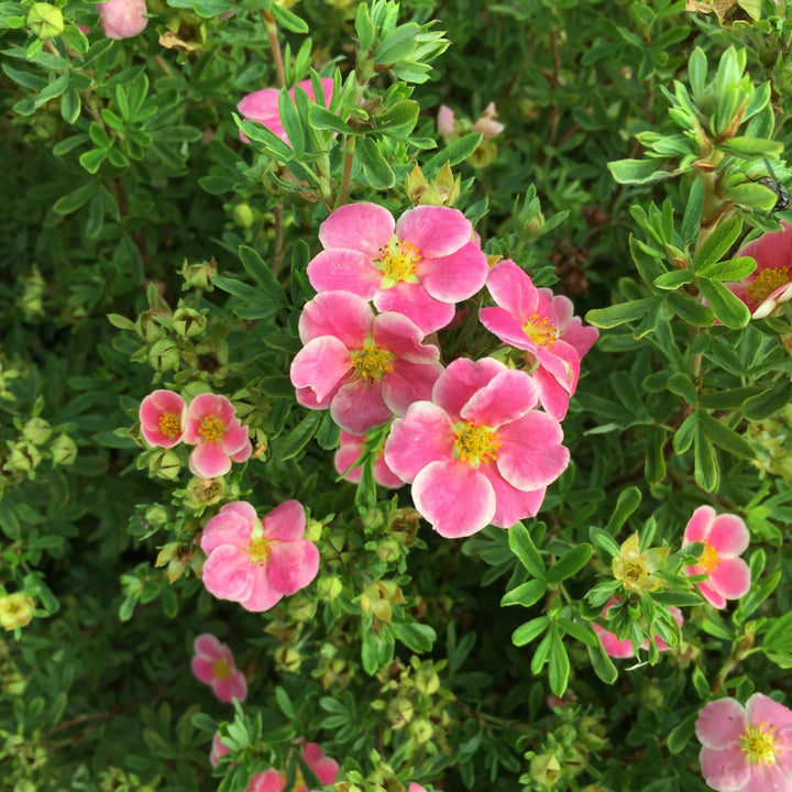 Happy Face® Pink Paradise Potentilla (Dasiphora fruticosa)