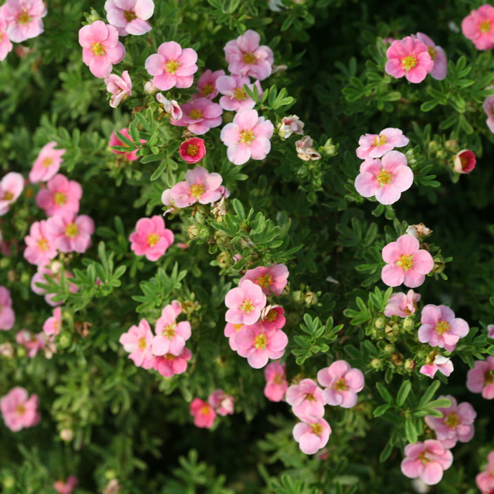 Happy Face® Pink Paradise Potentilla (Dasiphora fruticosa)