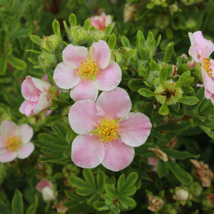 Happy Face® Pink Paradise Potentilla (Dasiphora fruticosa)
