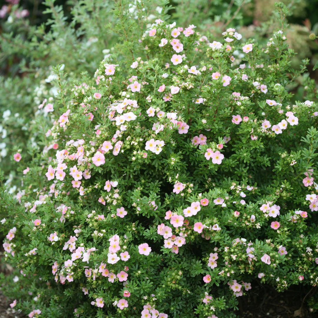 Happy Face® Pink Paradise Potentilla (Dasiphora fruticosa)