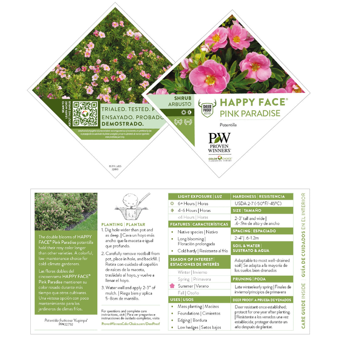 Happy Face® Pink Paradise Potentilla (Dasiphora fruticosa)