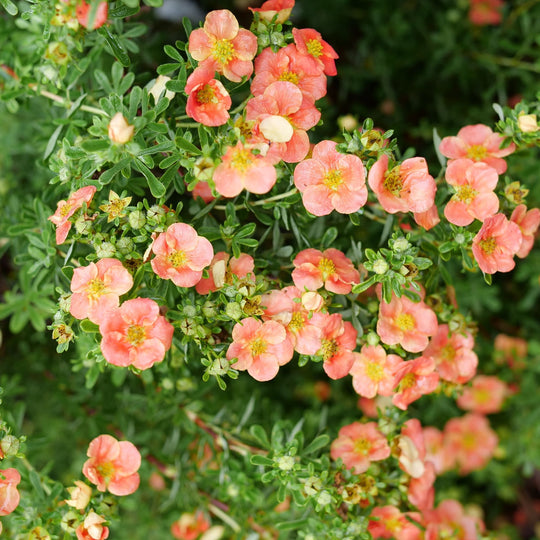 Happy Face® Orange Potentilla (Dasiphora fruticosa)