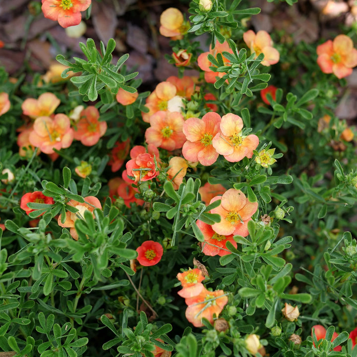 Happy Face® Orange Potentilla (Dasiphora fruticosa)