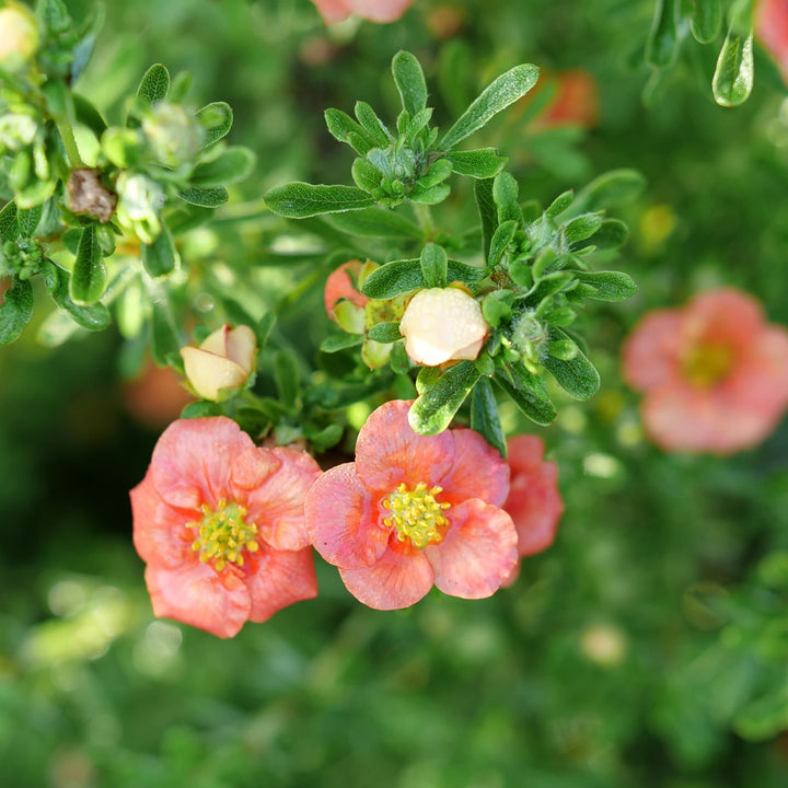 Happy Face® Orange Potentilla (Dasiphora fruticosa)
