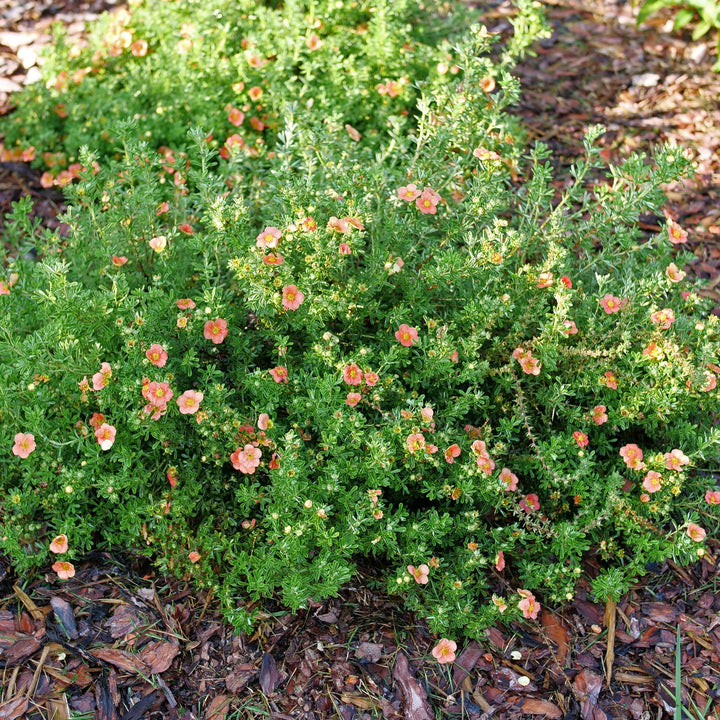 Happy Face® Orange Potentilla (Dasiphora fruticosa)