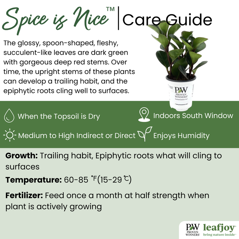 leafjoy® Savory Delights™ Spice is Nice™ Baby Rubber Plant detailed care information.