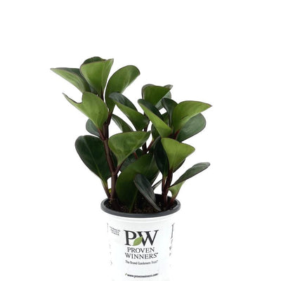 leafjoy Savory Delights Spice is Nice Baby Rubber Plant in container.