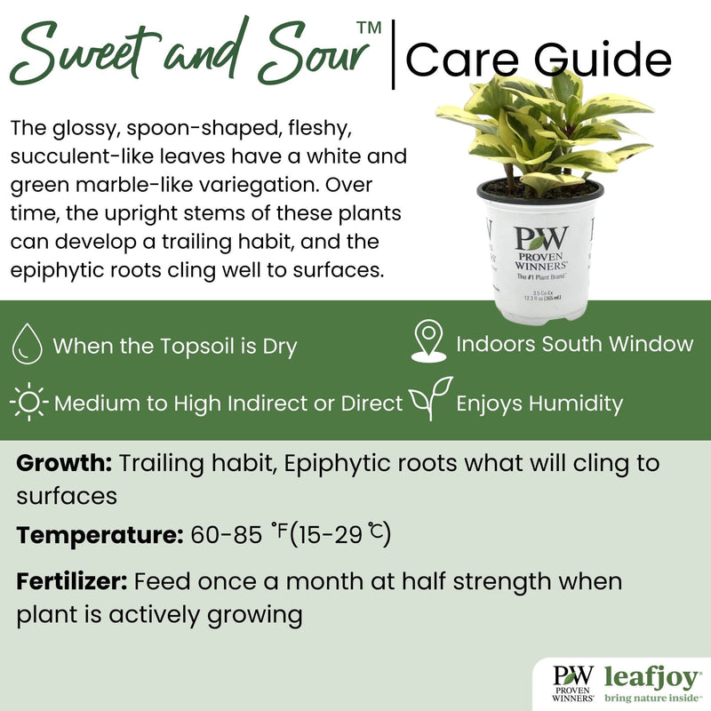 leafjoy® Savory Delights™ Sweet and Sour™ Baby Rubber Plant detailed care information.