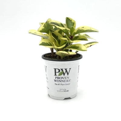 leafjoy Savory Delights Sweet and Sour Baby Rubber Plant in container.