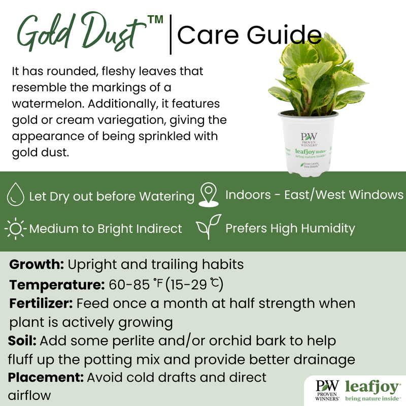 leafjoy® Savory Delights™ Gold Dust™ Baby Rubber Plant detailed care information.