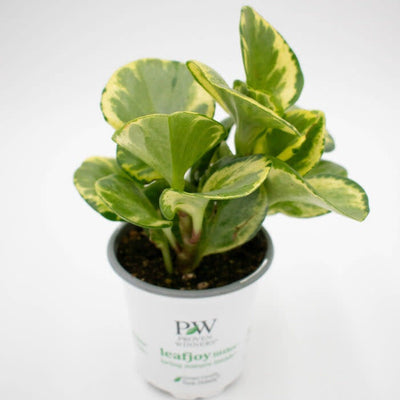 leafjoy Savory Delights Gold Dust Savory Delights Gold Dust Baby Rubber Plant in container.