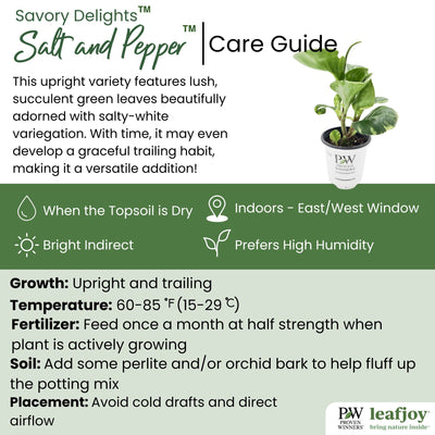 leafjoy littles® Savory Delights™ Salt and Pepper™ Pepper Elder detailed care information.