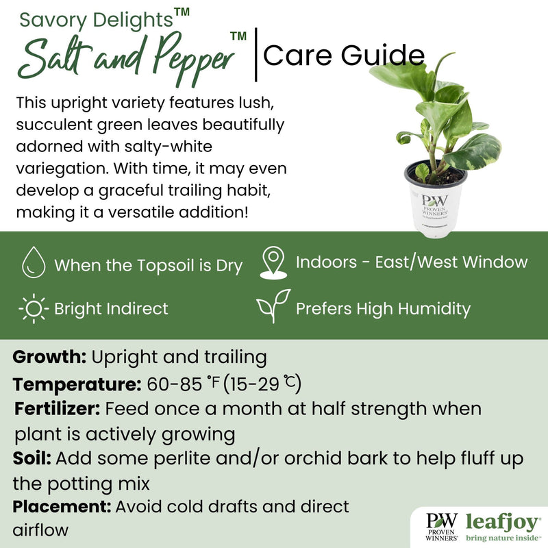 leafjoy littles® Savory Delights™ Salt and Pepper™ Pepper Elder detailed care information.