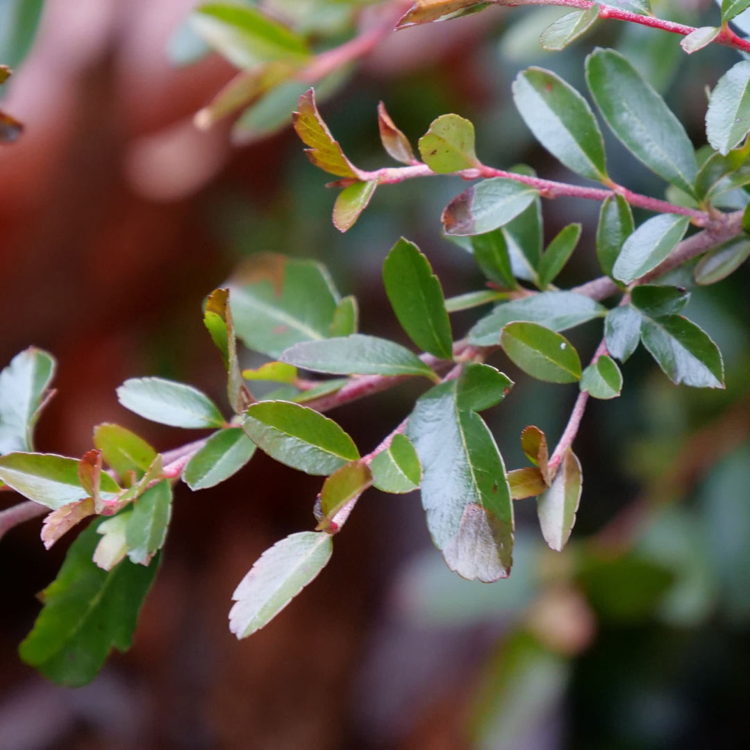 Juke Box® (×Pyracomeles sp.)