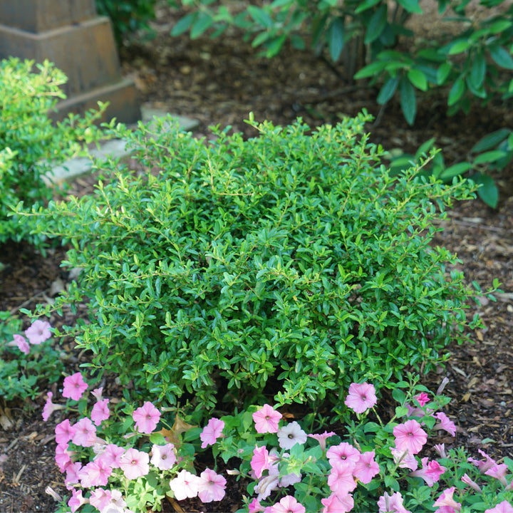 Juke Box® (×Pyracomeles sp.)