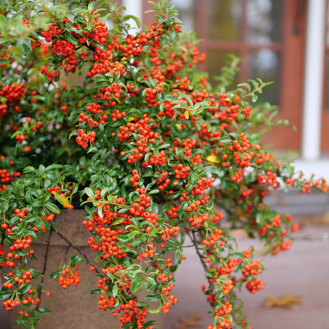 Berry Box® (xPyracomeles sp.)