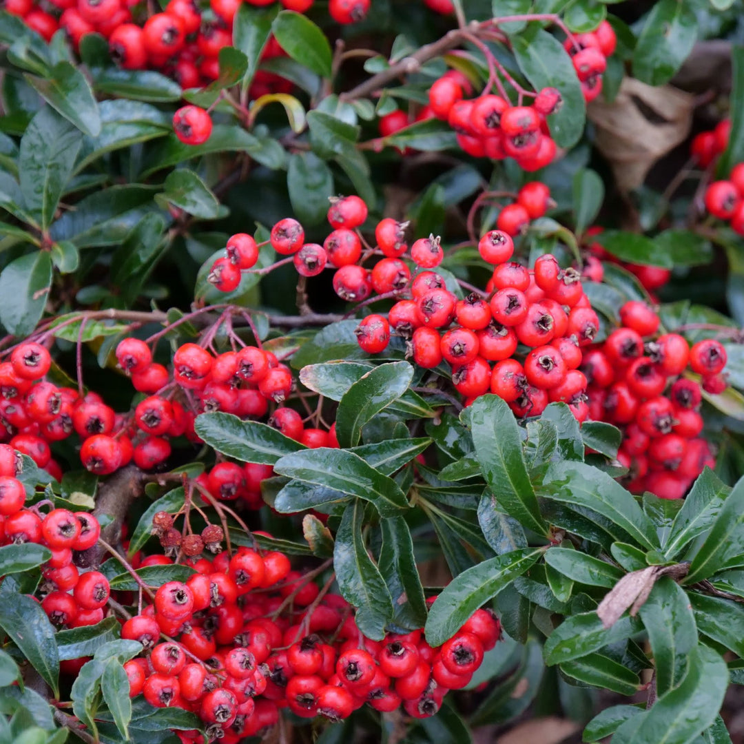 Berry Box® (xPyracomeles sp.)