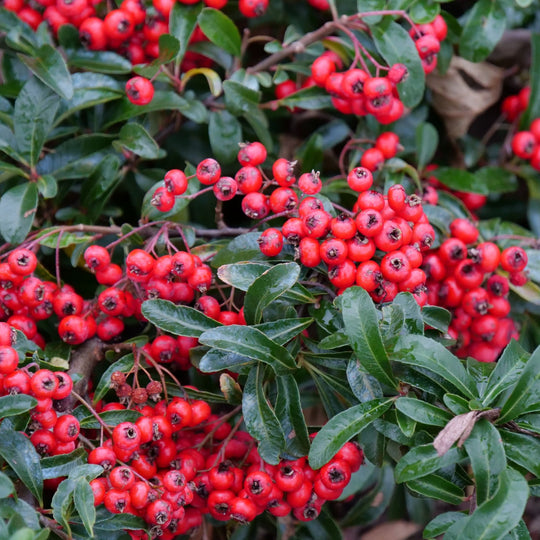 Berry Box® (xPyracomeles sp.)