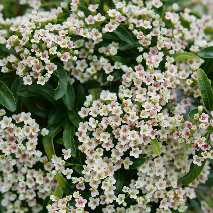 Berry Box® (xPyracomeles sp.)