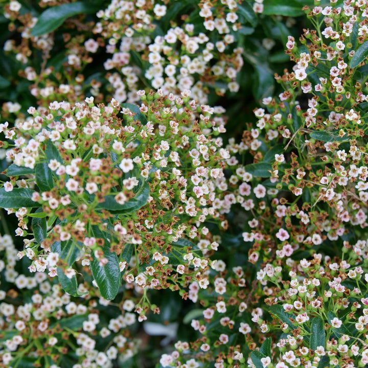 Berry Box® (xPyracomeles sp.)