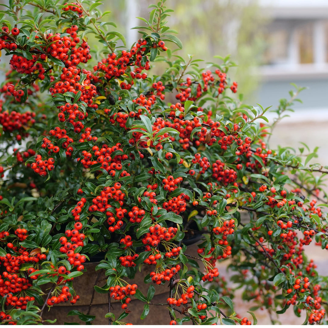 Berry Box® (xPyracomeles sp.)