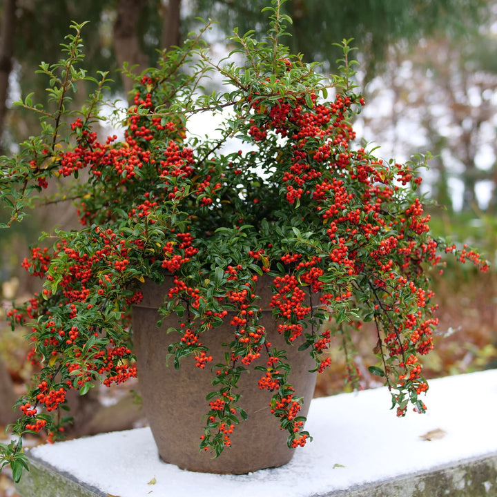 Berry Box® (xPyracomeles sp.)