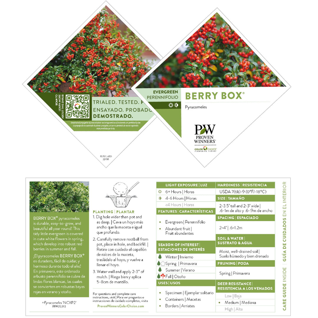 Berry Box® (xPyracomeles sp.)