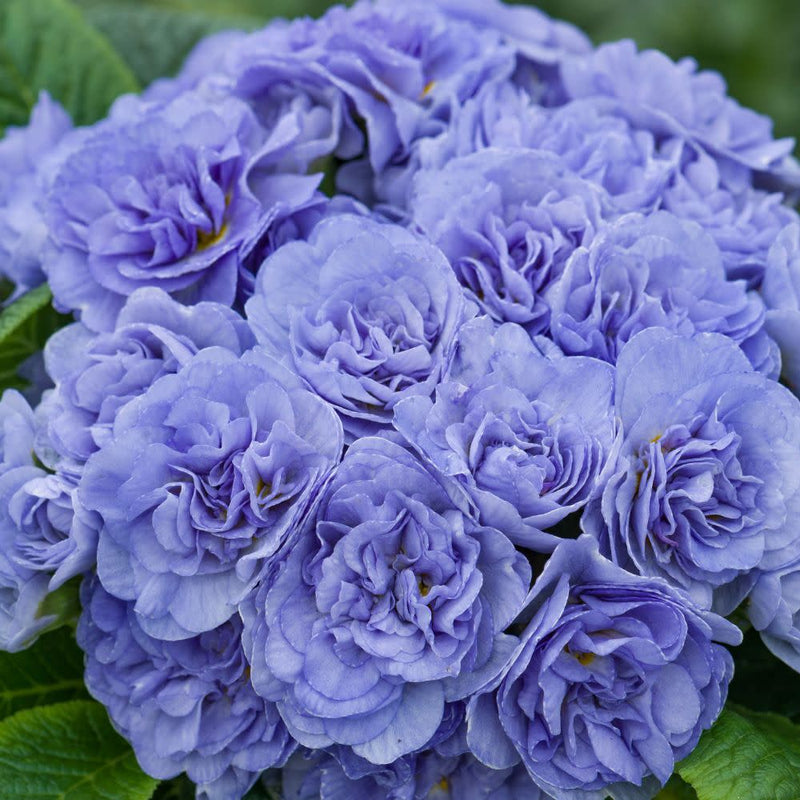 Bouquet Perfect™ Watercolour Blue Primrose (Primula vulgaris) | Proven Winners® New Variety 2026