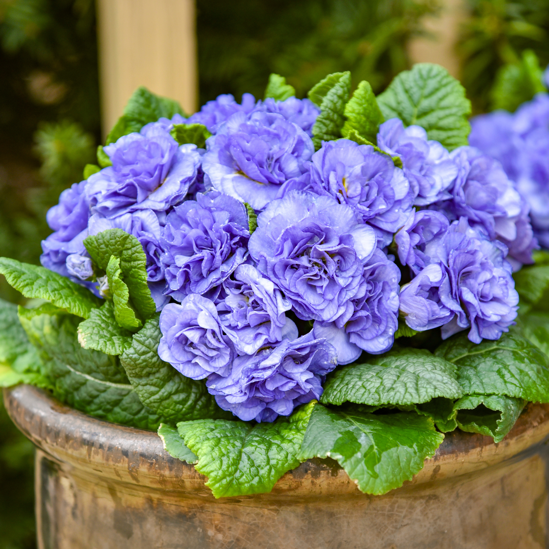 Primrose | Bouquet Perfect™ 'Watercolour Blue' | Proven Winners