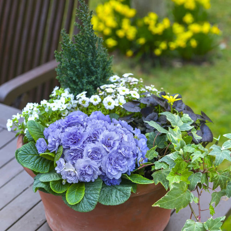 Bouquet Perfect™ Watercolour Blue Primrose (Primula vulgaris) | Proven Winners® New Variety 2026