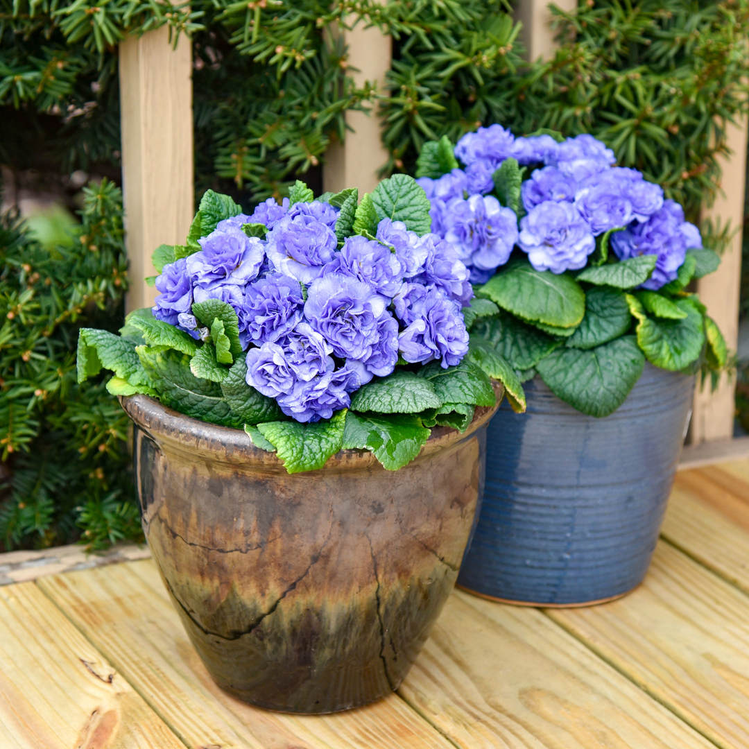 Bouquet Perfect™ Watercolour Blue Primrose (Primula vulgaris) | Proven Winners® New Variety 2026