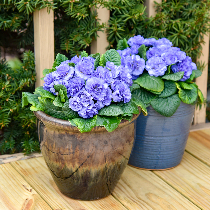 Bouquet Perfect™ Watercolour Blue Primrose (Primula vulgaris) | Proven Winners® New Variety 2026