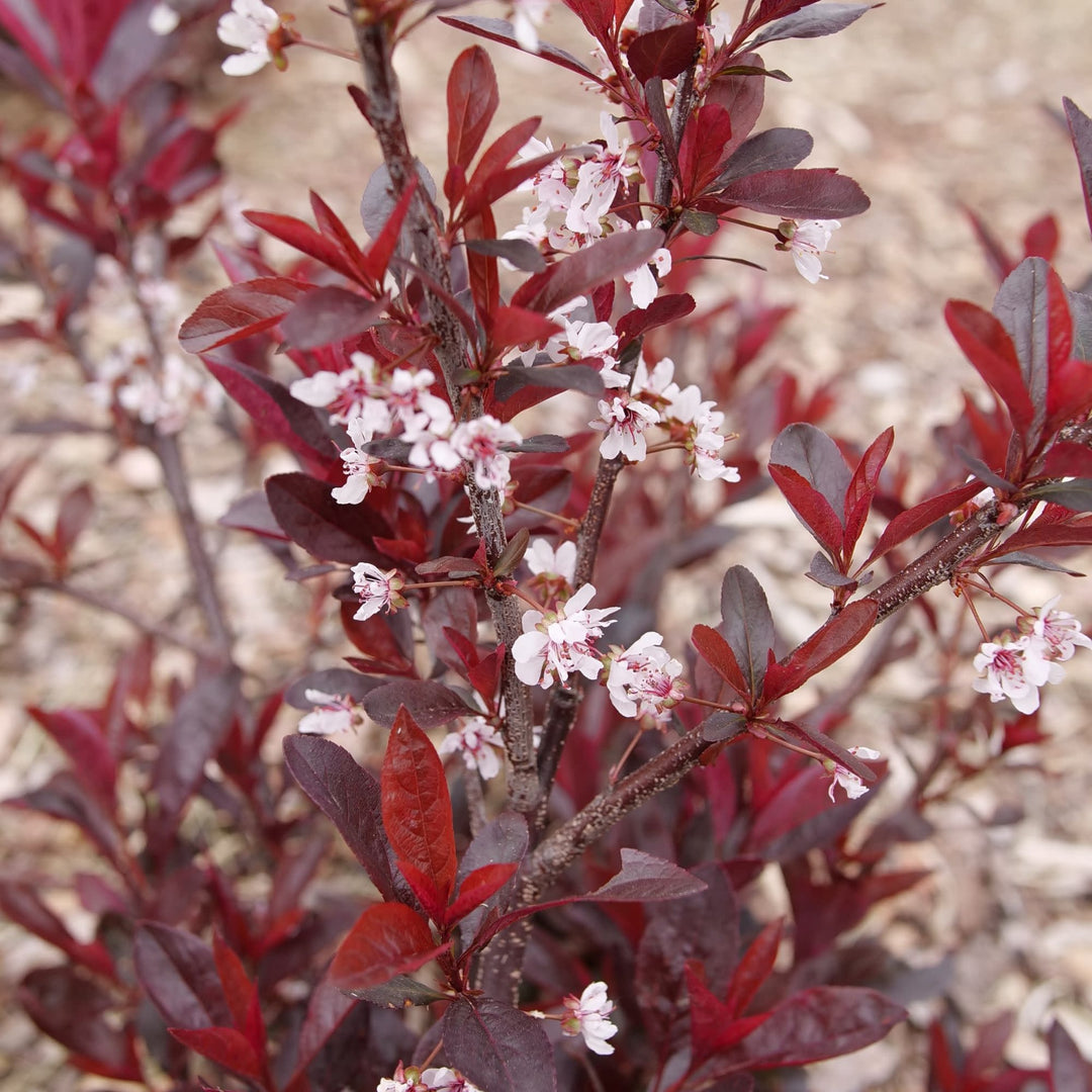 Stay Classy® Purple Leaf Sand Cherry (Prunus x cistena)