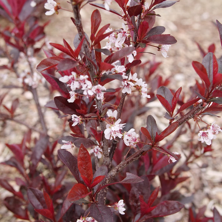 Stay Classy® Purple Leaf Sand Cherry (Prunus x cistena)