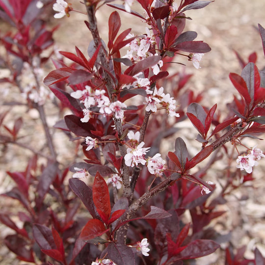 Stay Classy® Purple Leaf Sand Cherry (Prunus x cistena)