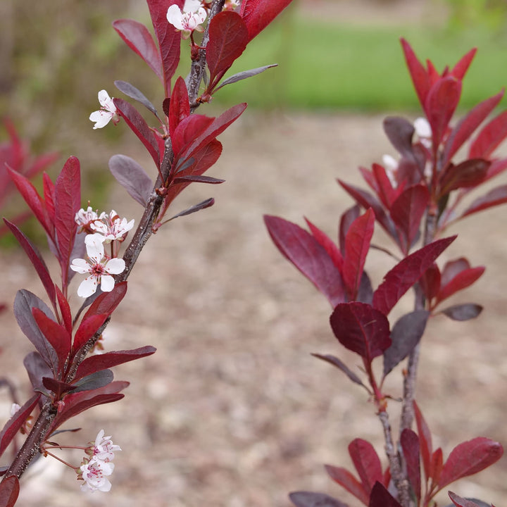 Stay Classy® Purple Leaf Sand Cherry (Prunus x cistena)