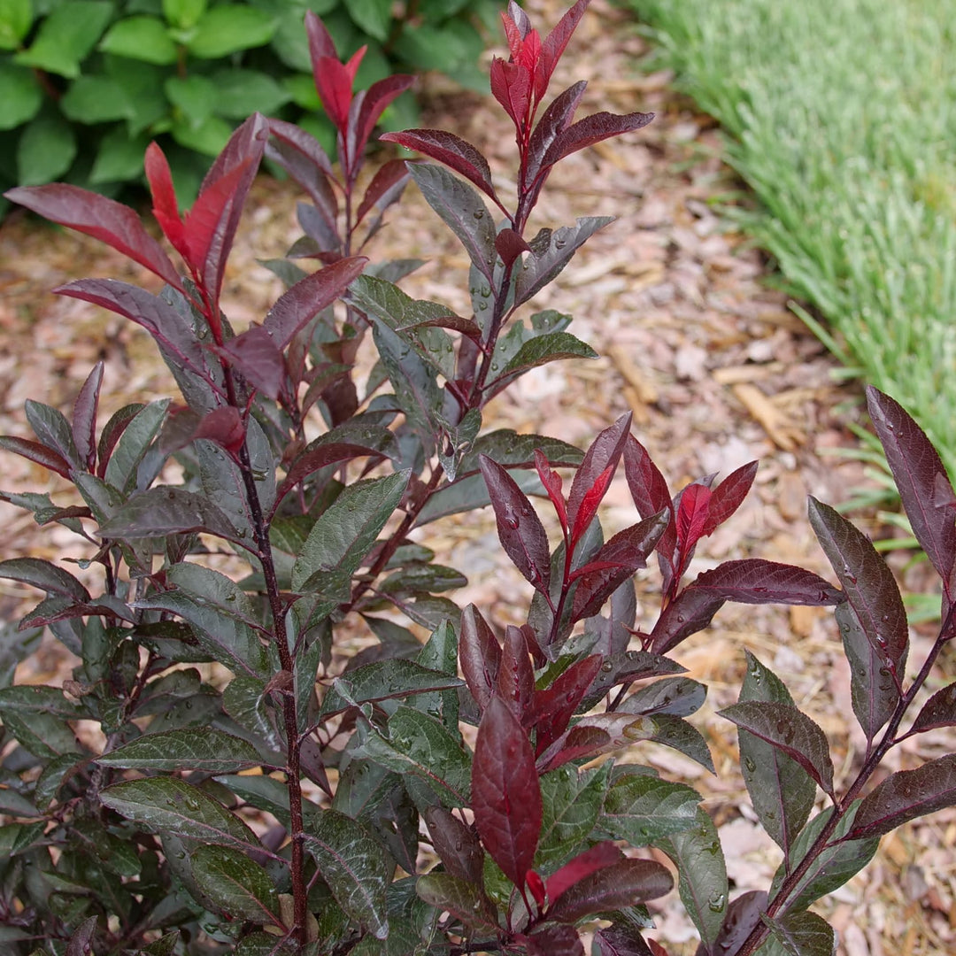 Stay Classy® Purple Leaf Sand Cherry (Prunus x cistena)