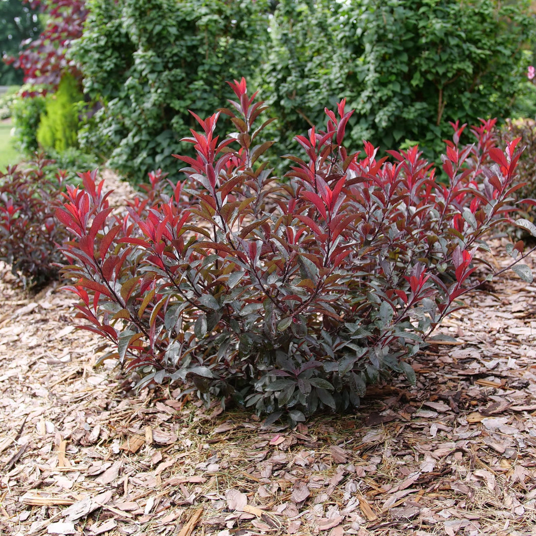 Stay Classy® Purple Leaf Sand Cherry (Prunus x cistena)