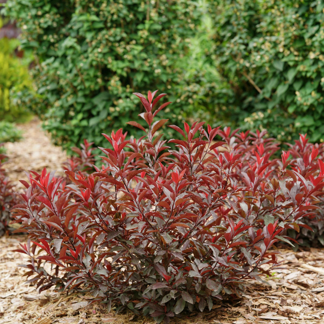 Stay Classy® Purple Leaf Sand Cherry (Prunus x cistena)
