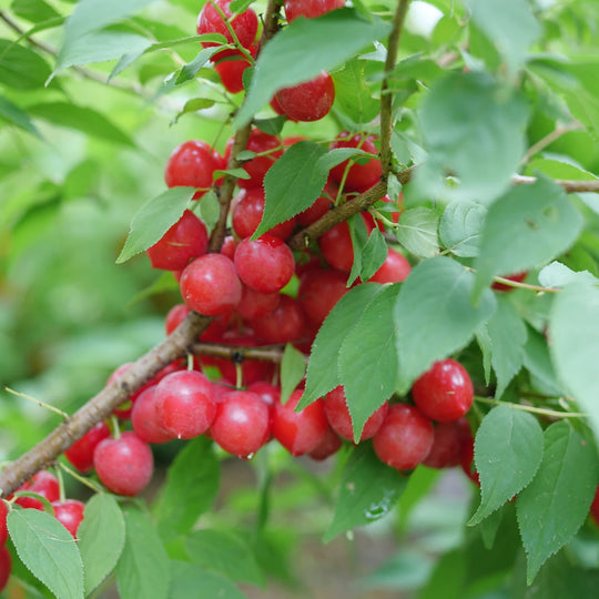Easy As Pie® Bush Cherry (Prunus x)