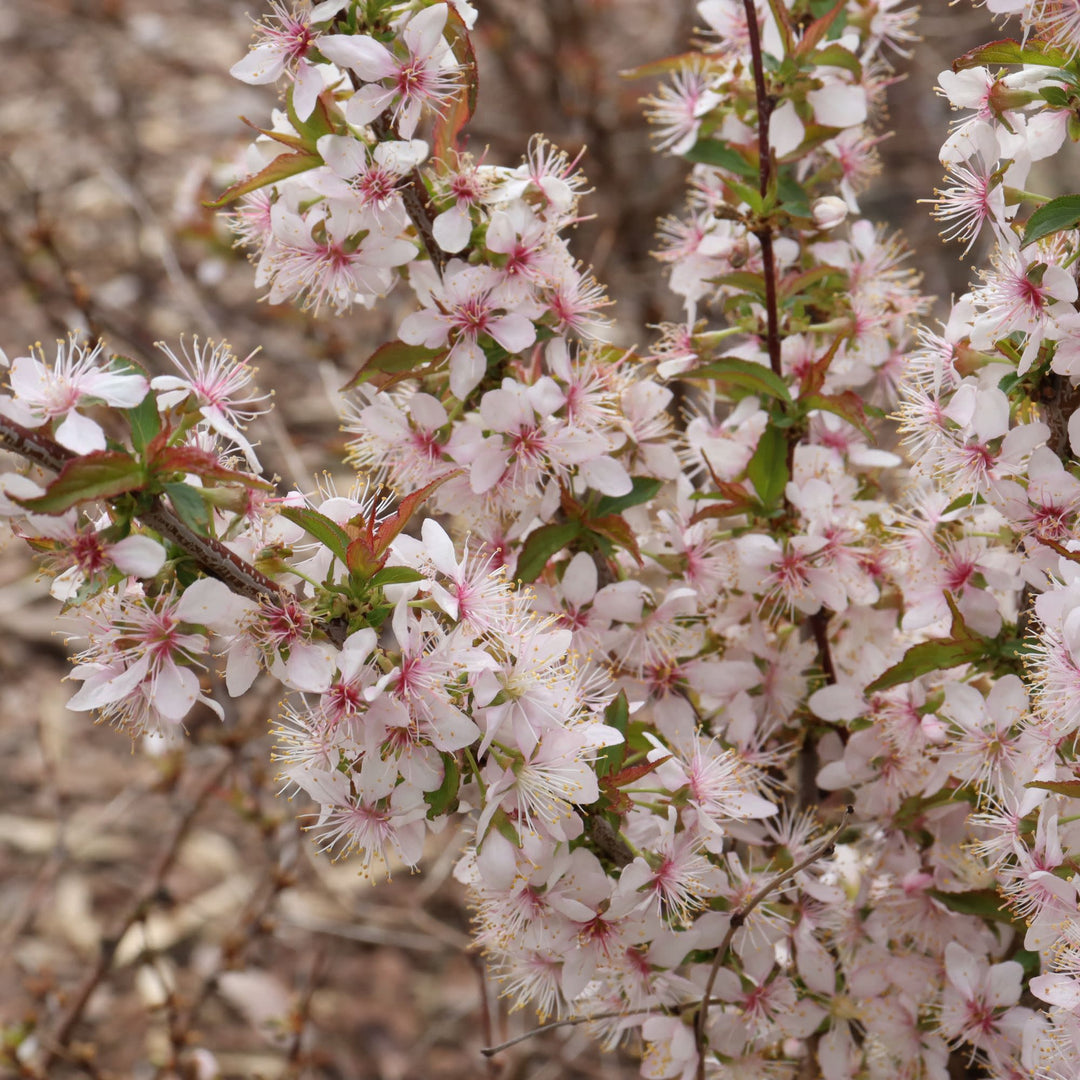 Easy As Pie® Bush Cherry (Prunus x)